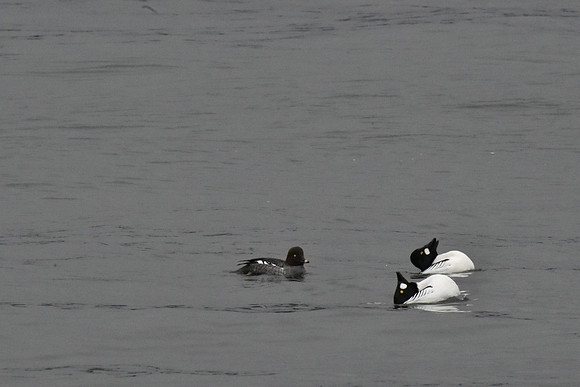 Common Goldeneye Wooing the female