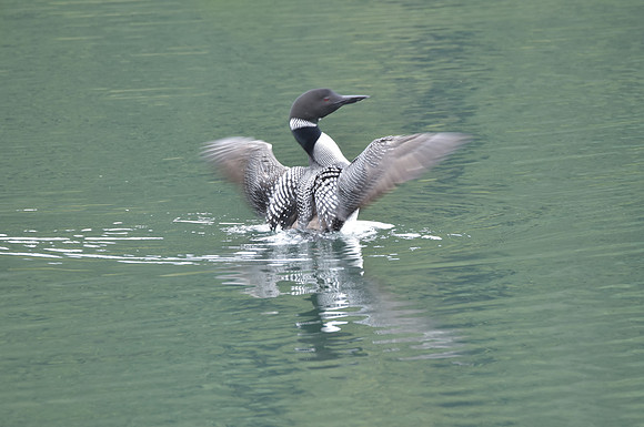 Loon 3 (2)
