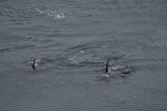Orcas