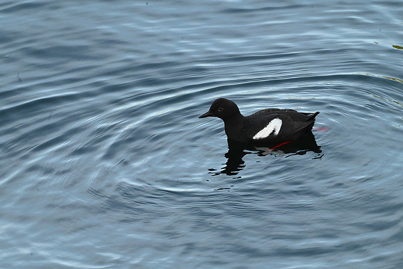 Pigeon Guillemot