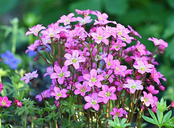 Pink Saxifrage 3