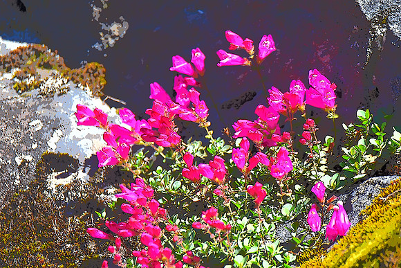 Rock Penstemon