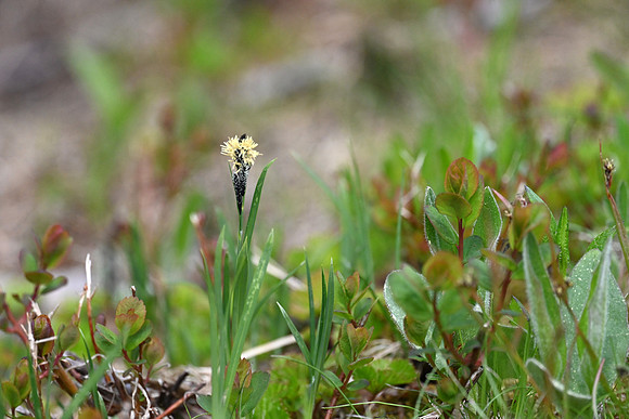 Carex niger