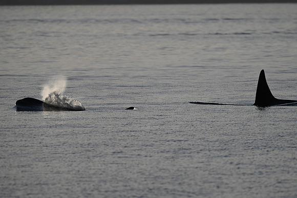 Baby Transient Orca has the lead