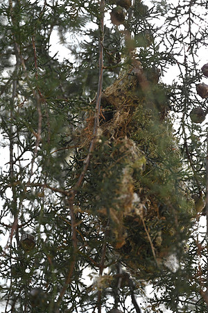 Bushtit Nest