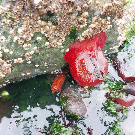 Rose Anemone 53