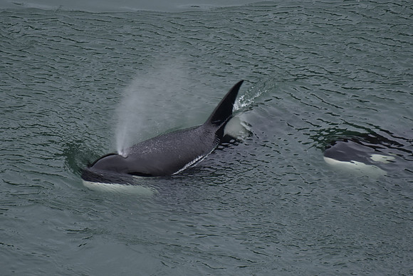 Orca 10