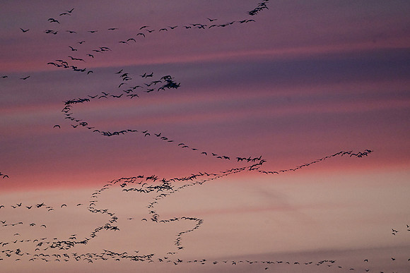 Snow Geese heading to roost