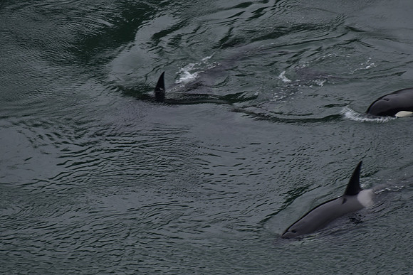 Orcas