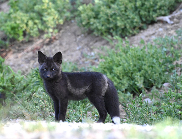 Cascade Fox 2890