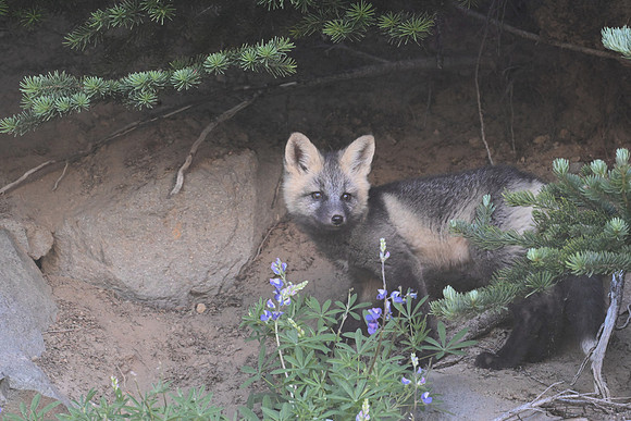 Cascade Fox 2939