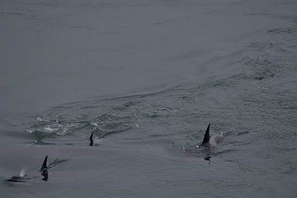 Orcas