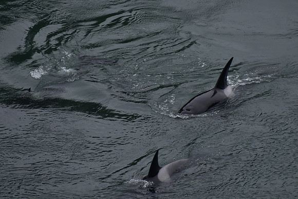 Orca 7