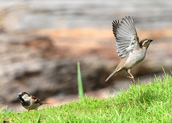House Sparrow takes off