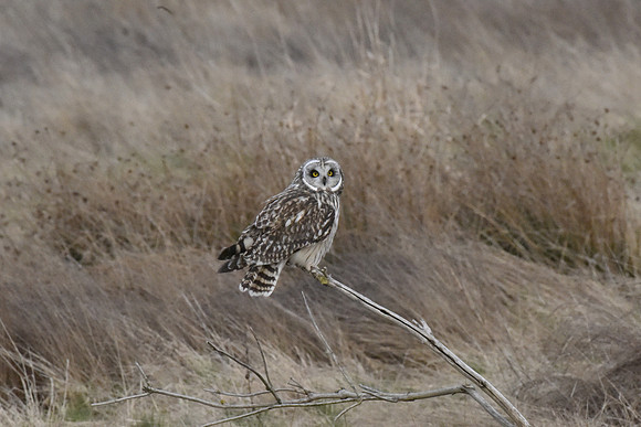 Short-eared Owl Female G4