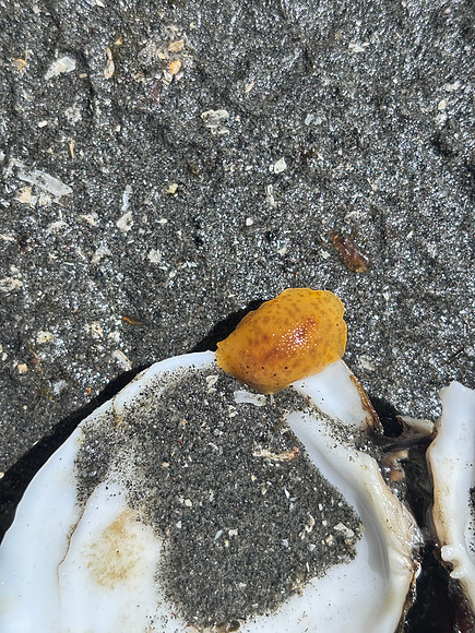 Monterey Sea Lemon