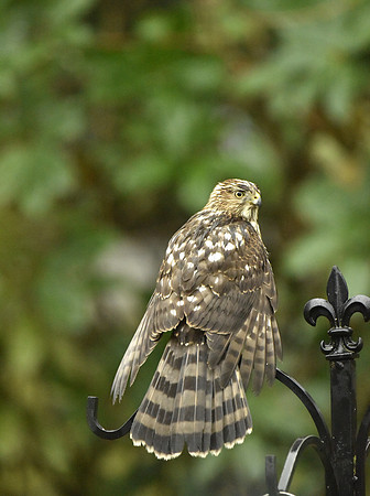 Coopers Hawk using Natures Dryer