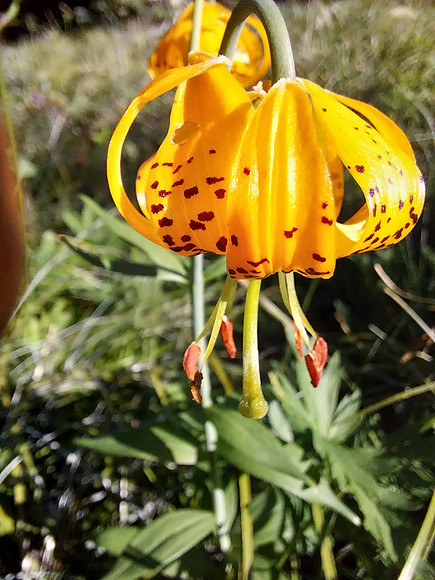 Turks Cap G