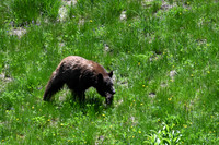 Black Bear 3323