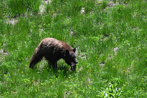 Black Bear 3323