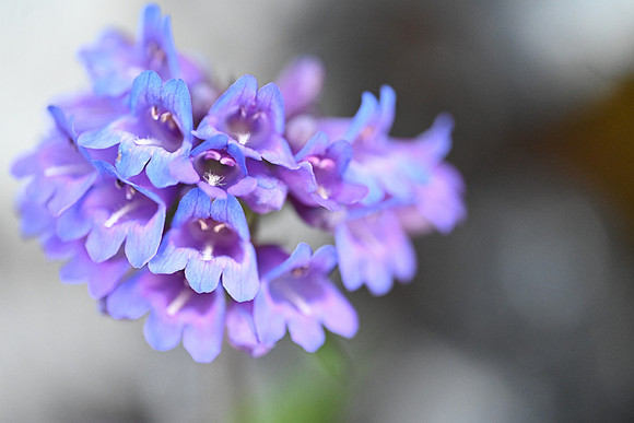 Small-flowered Penstemon