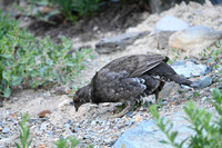 Sooty Grouse