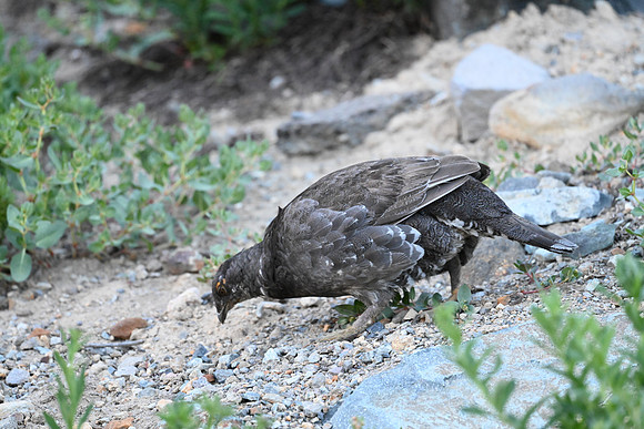 Sooty Grouse