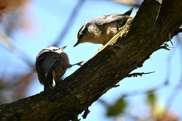 Red-Breasted Nuthatch fledgling dispute4185