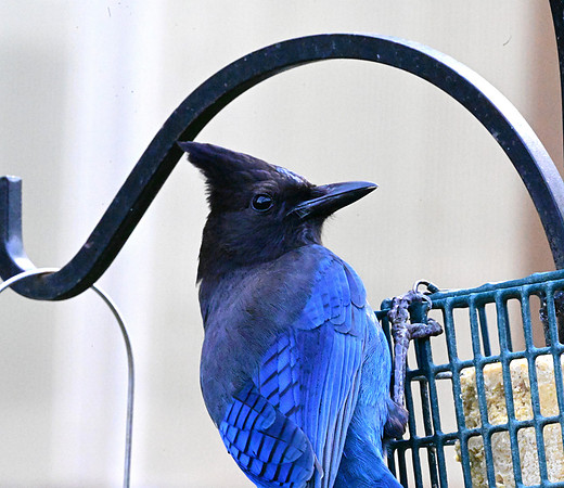 Steller's Jay