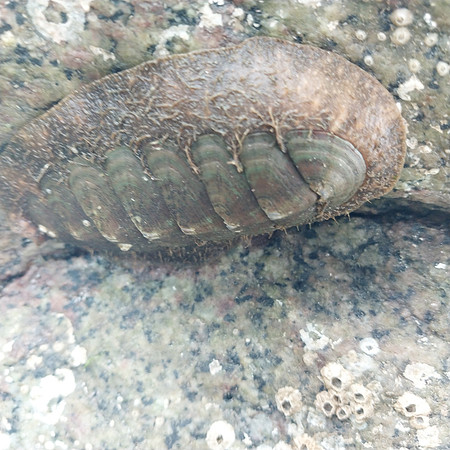 Chiton 6