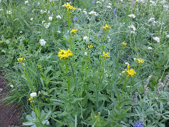 Western Groundsel