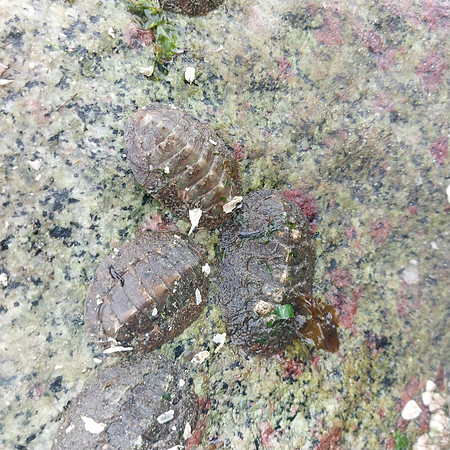 Chitons 4