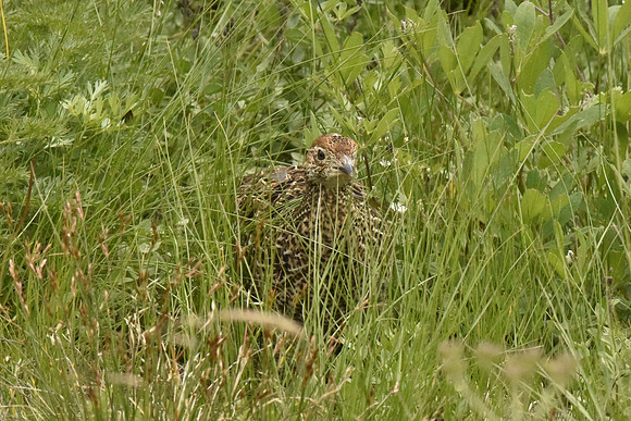 Sooty Grouse chick